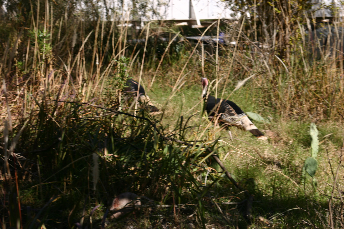 November 20, 2006