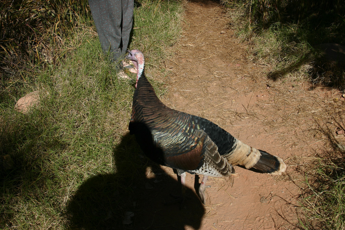 November 20, 2006
