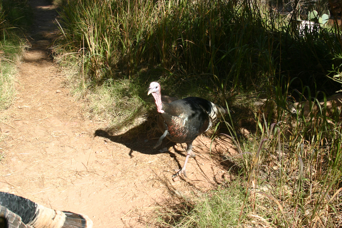 November 20, 2006